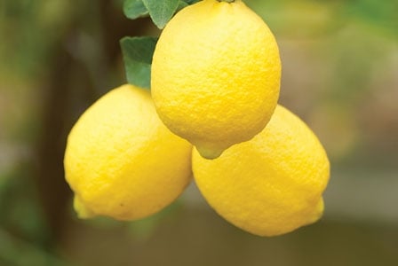 The Delicious Benefits of Lemons
