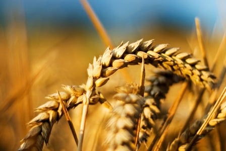 Ditch wheat for better health?

