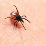 lyme-disease_98883683_med.jpg