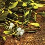 mistletoe_314665943.jpg