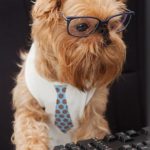 pet-at-work_110501282.jpg