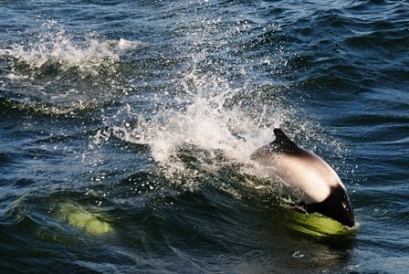 Wildlife Wednesday: Commerson\'s Dolphin
