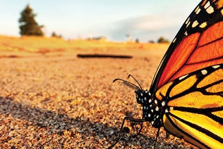 Where Have All the Monarchs Gone?
