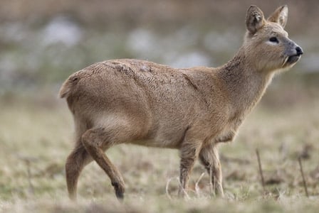 Wildlife Wednesday: Chinese Water Deer
