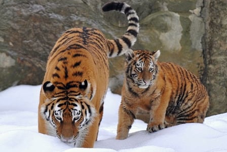 Wildlife Wednesday: Amur Tiger

