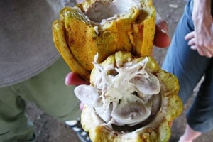 Closeup of cacao fruit