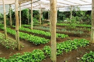 Herb and vegetable garden