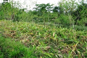 Harvested turmeric field