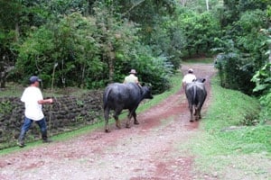 Water Buffalo