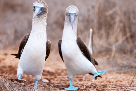 Wildlife Wednesday: Blue-Footed Booby
