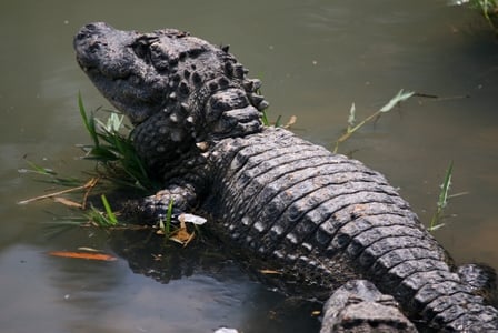 Wildlife Wednesday: Chinese Alligator
