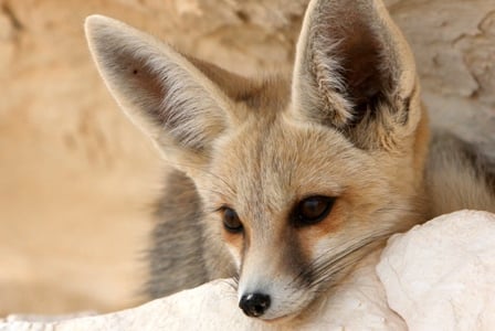 Wildlife Wednesday: Fennec Fox
