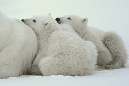 Wildlife Wednesday: Polar Bear
